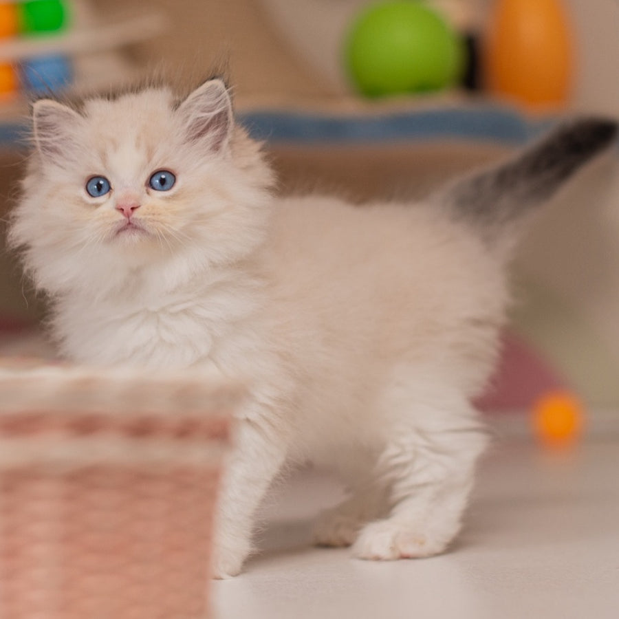 Xanty Ragdoll female, seal lynx bicolour