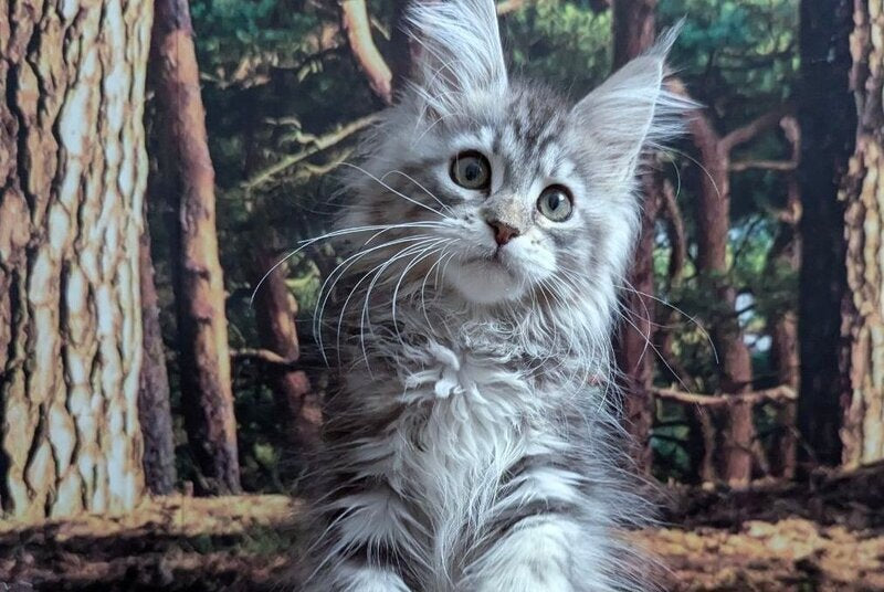 Ursalina Maine Coon female, black silver tabby
