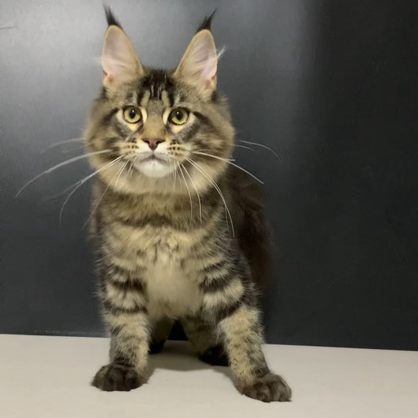 Tropicana Maine Coon female, black tabby