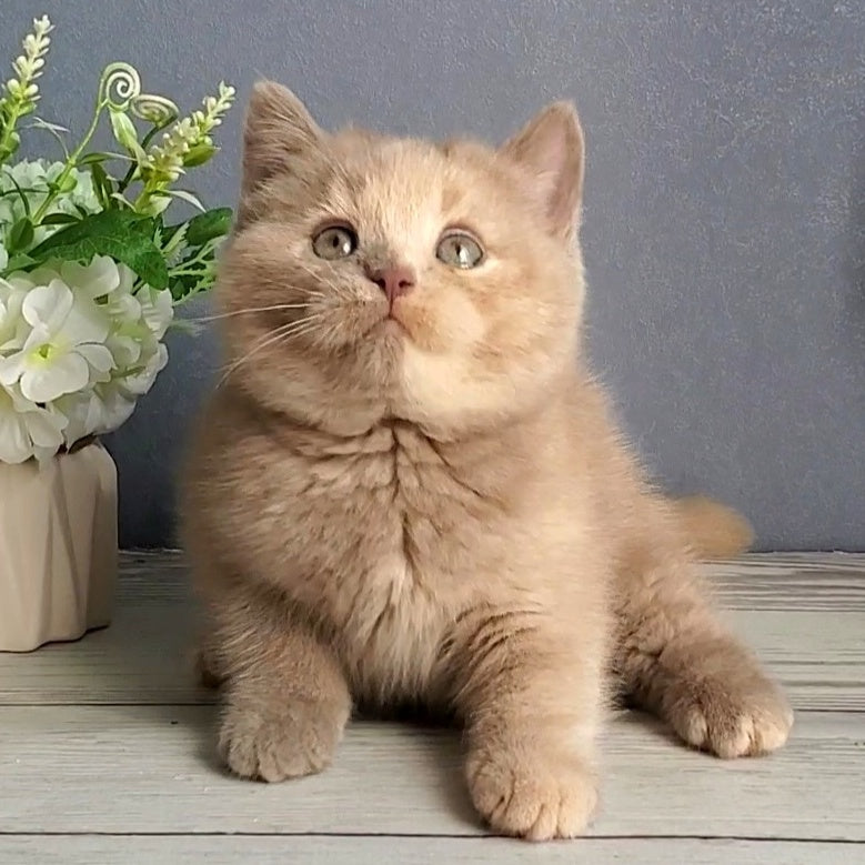 Daisy British Shorthair female, lilac tortie