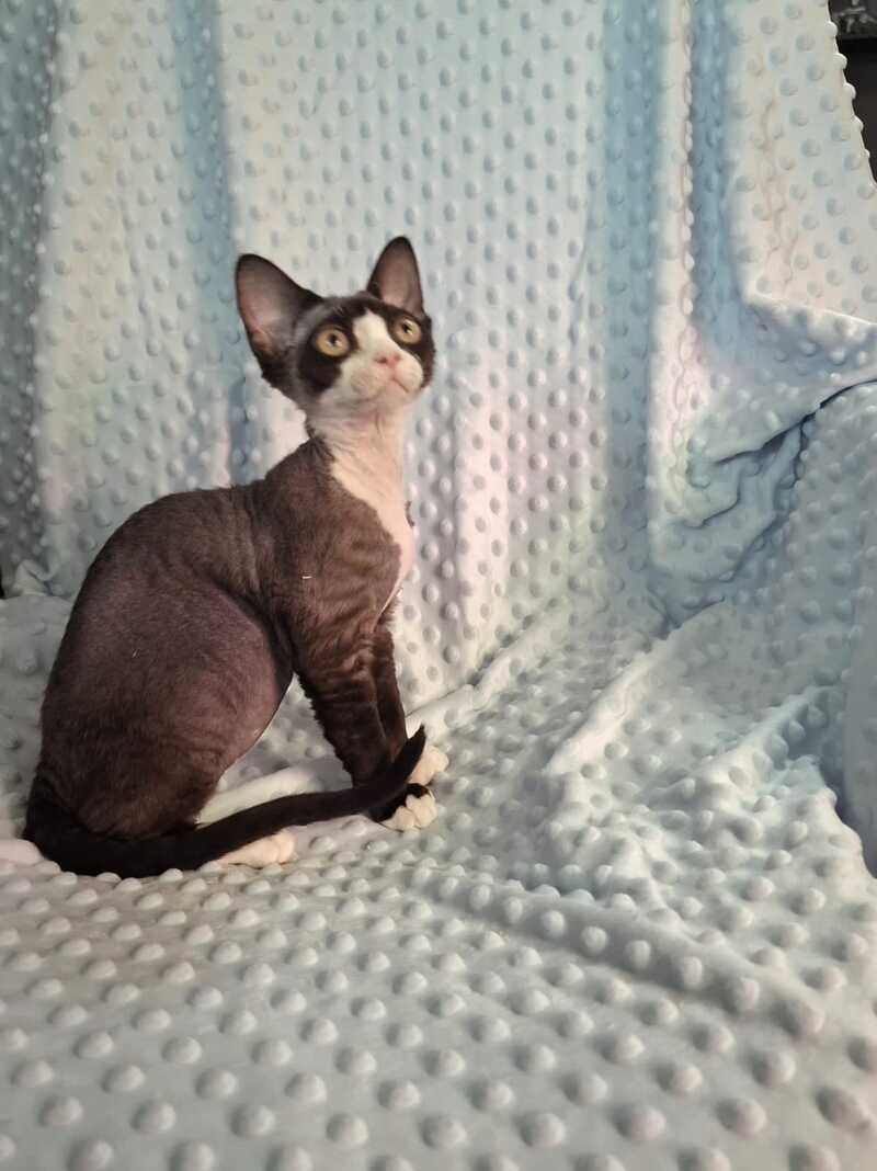 Eliza Devon Rex female black bicolour - live animals