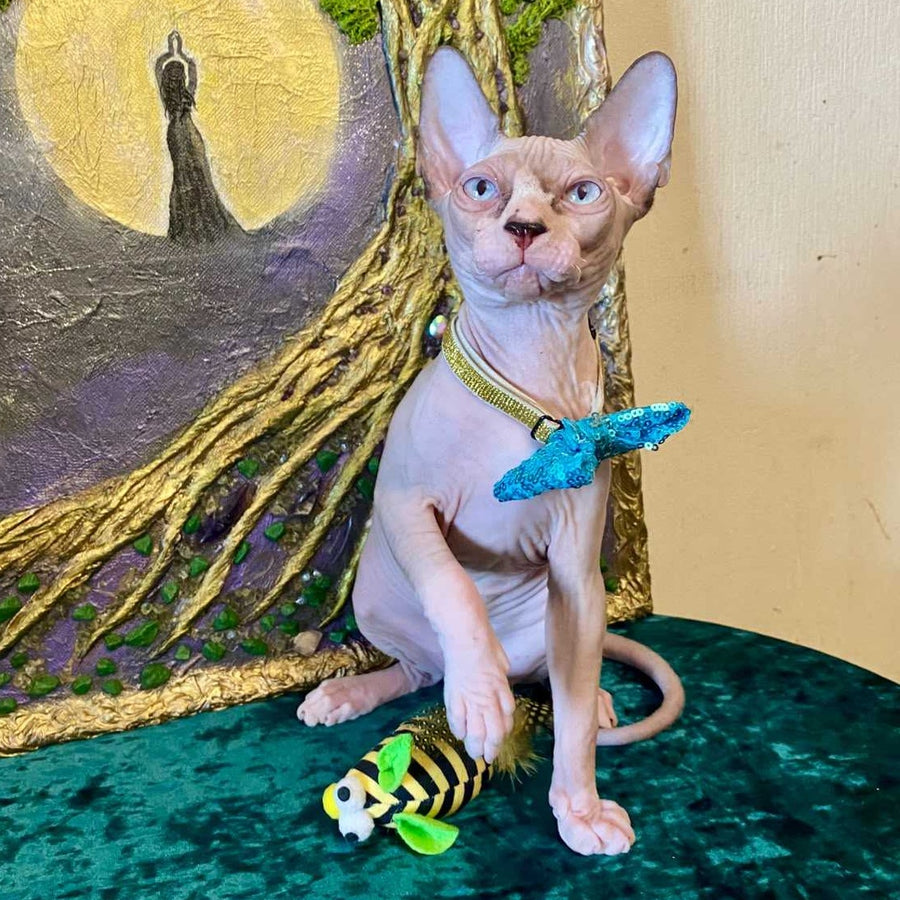 Max Canadian Sphynx male, blue bicolour pointed