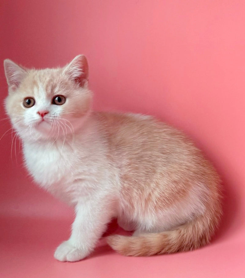 Luigi British Shorthair male, cream bicolour