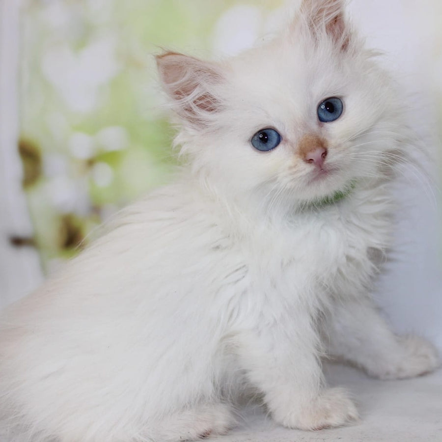 Orion Siberian male, red tabby pointed