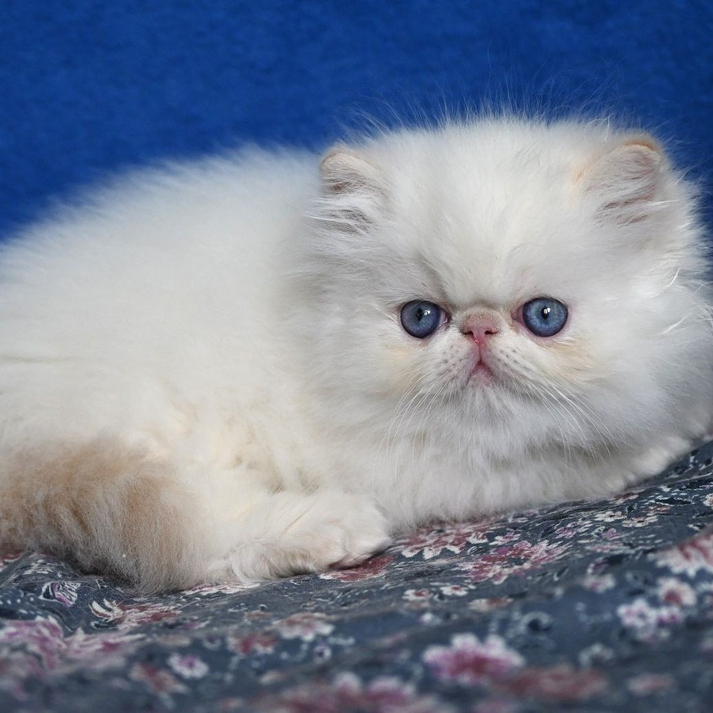 Azure Persian male, cream tabby pointed