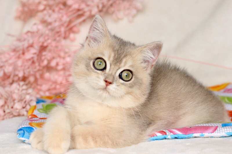 Max British Shorthair male, blue golden shaded