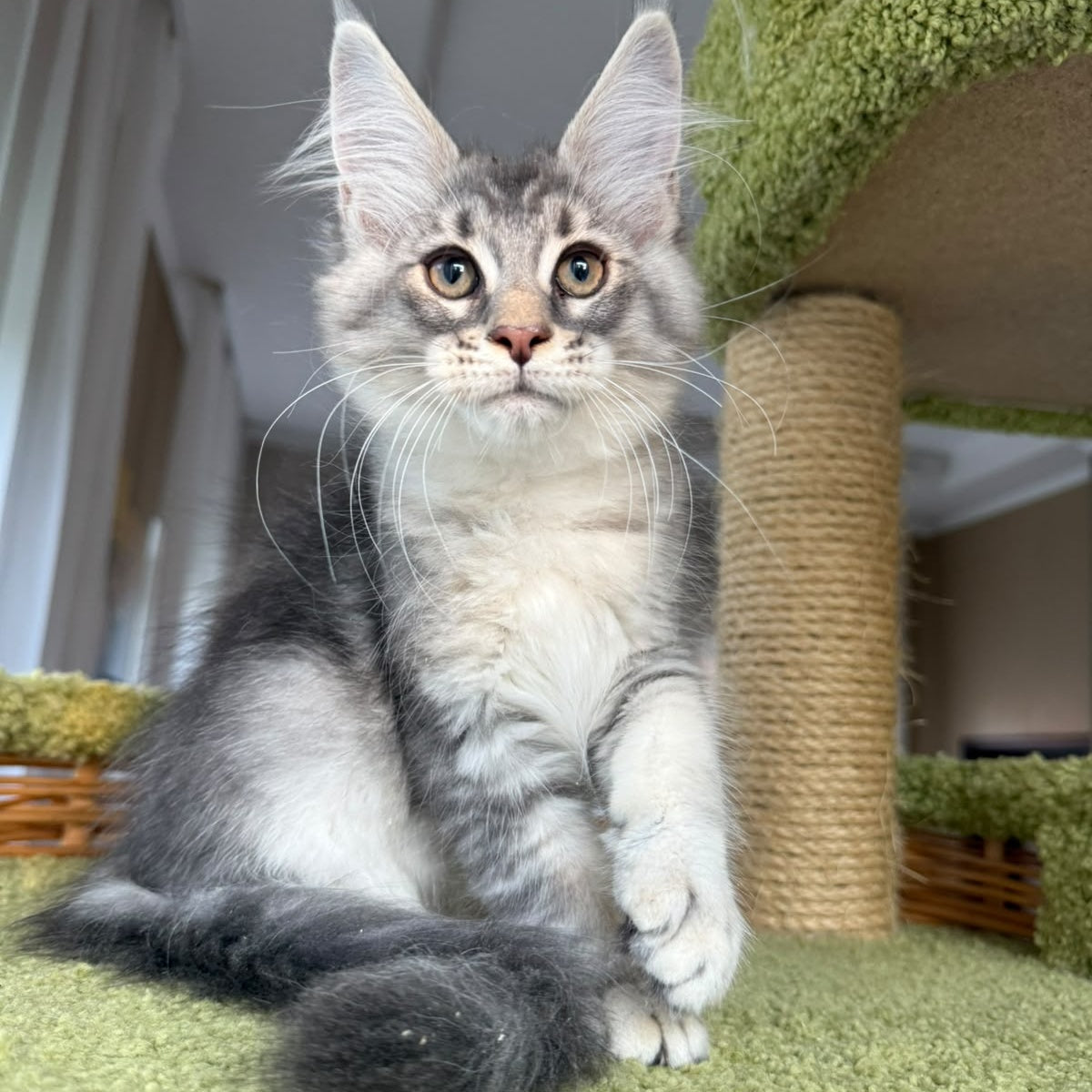 Image Maine Coon male, blue silver ticked tabby