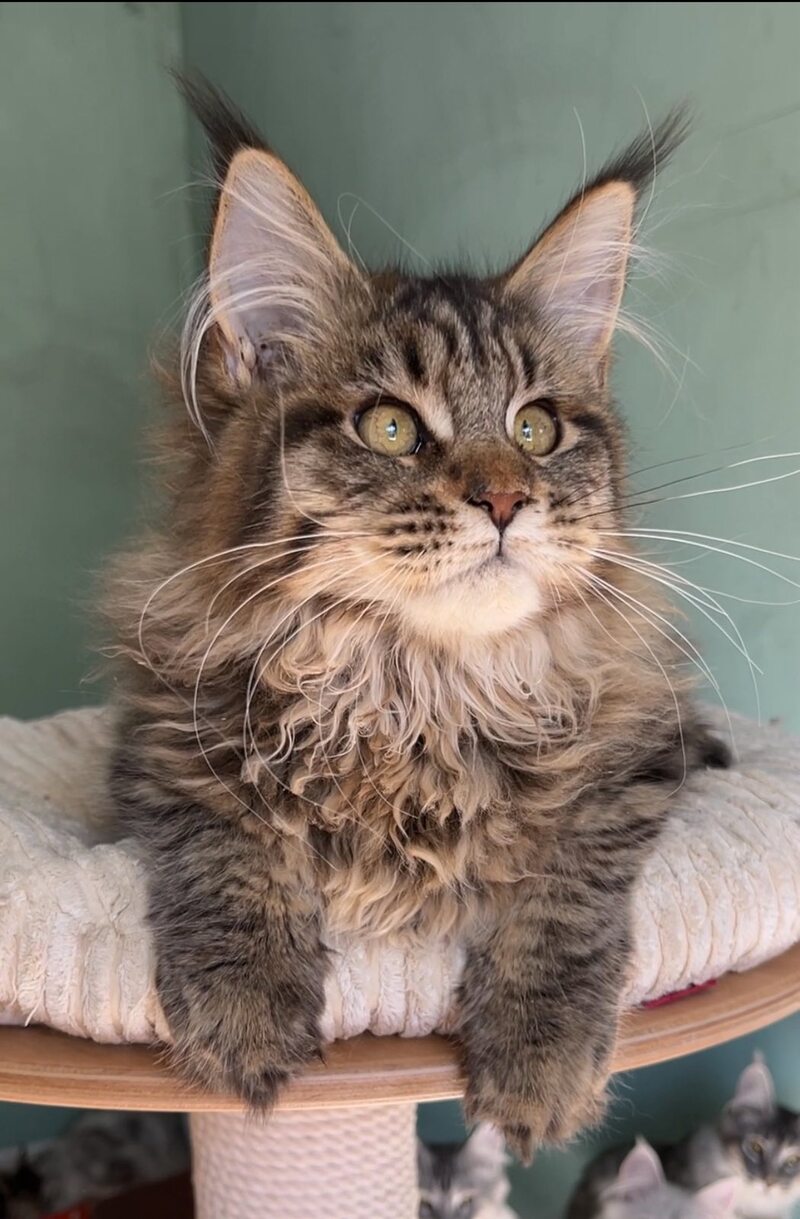 Yolla Maine Coon female, black spotted tabby