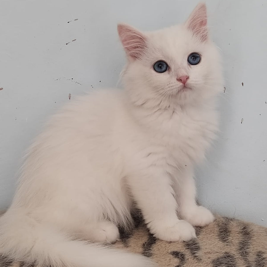 Jemchuzhina Siberian female, white