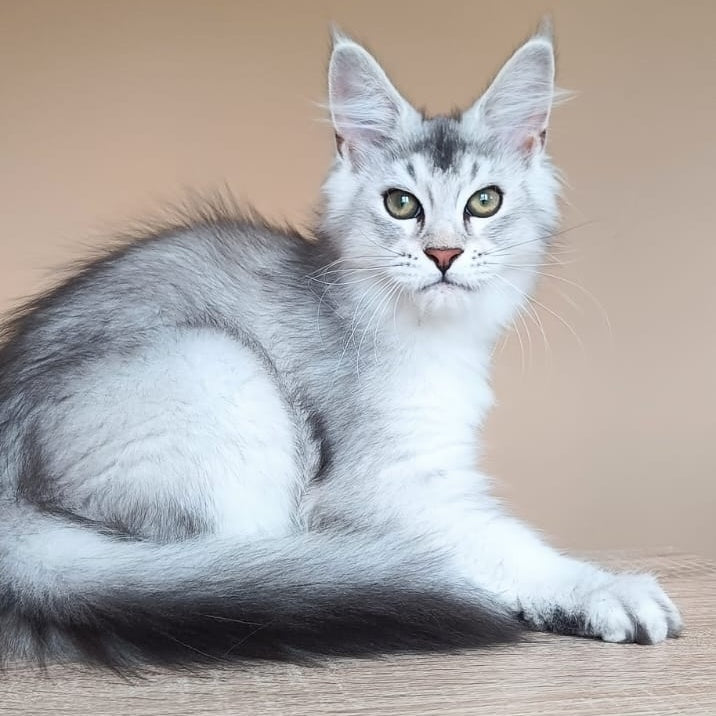 Evana Maine Coon female, black silver ticked tabby