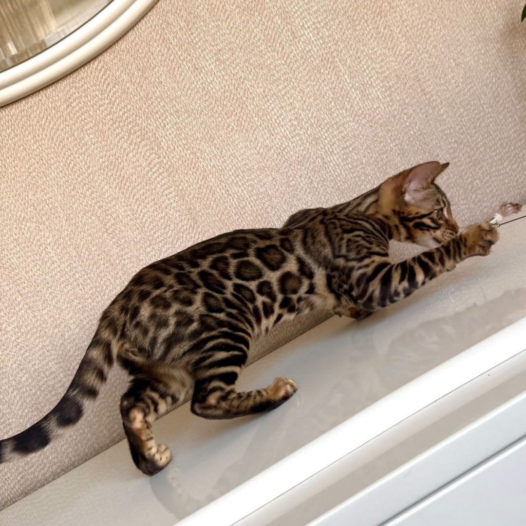 Genesis Bengal female, black spotted tabby