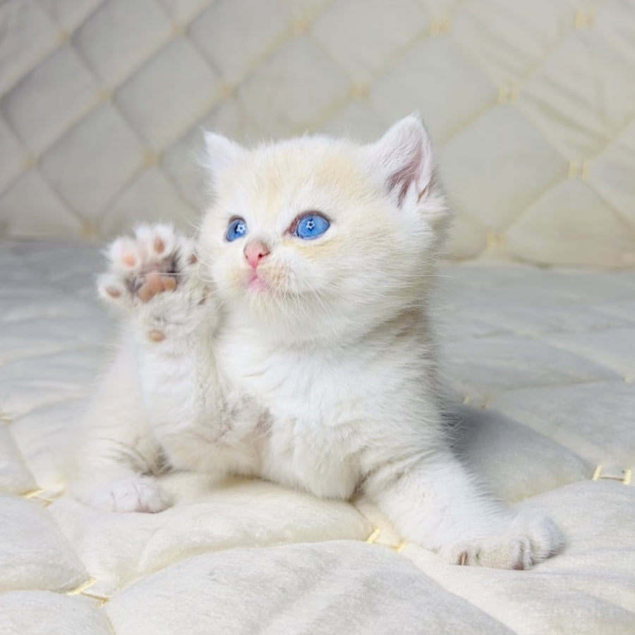 Fistashka British Shorthair female, blue golden shaded