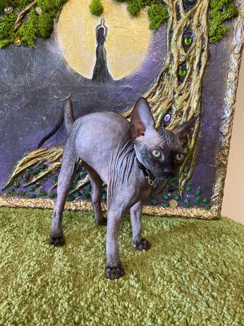 Adelina Canadian Sphynx female, black