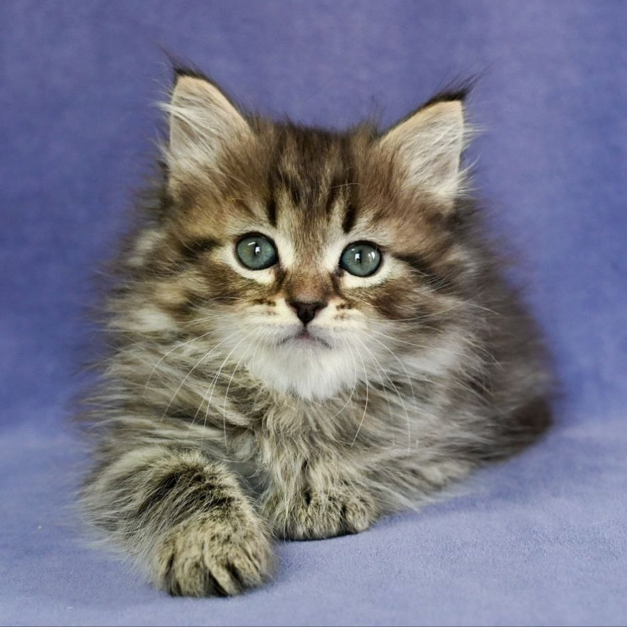 Ilusion Siberian male, black spotted tabby