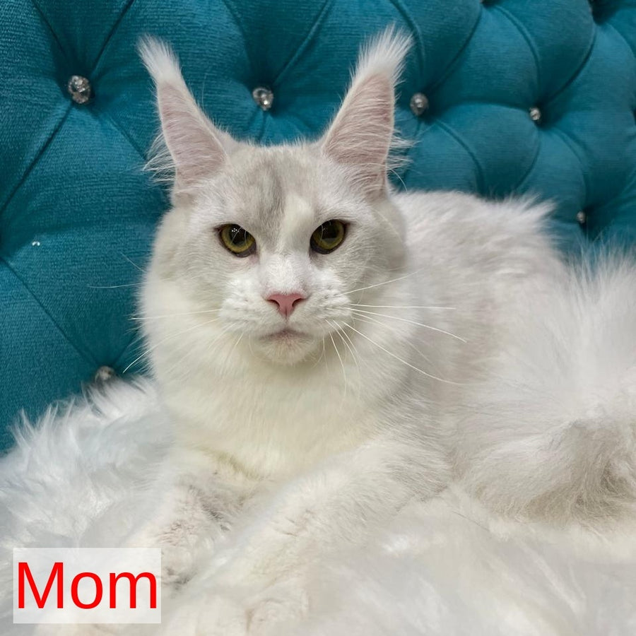 Sem Maine Coon male, black bicolour tabby