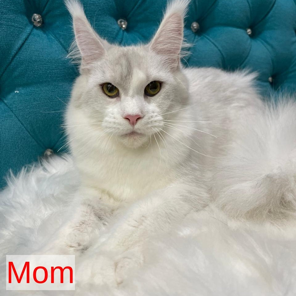 Semyon Maine Coon male, blue bicolour