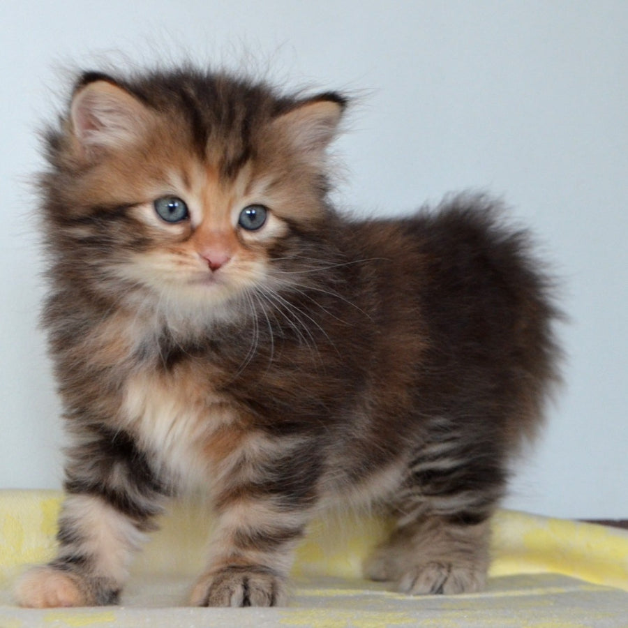 Talia Siberian female, black tortie tabby