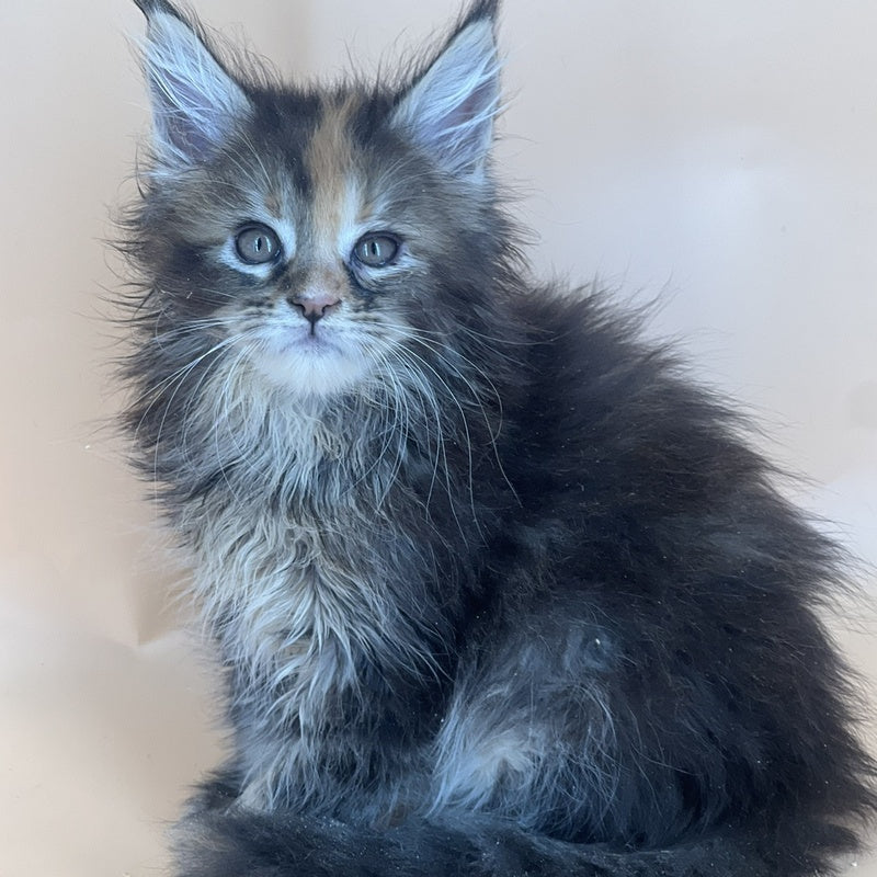 Bella Maine Coon female, black tortie silver