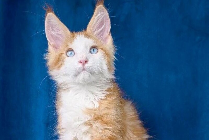 Laky Strike Maine Coon male, red bicolour tabby