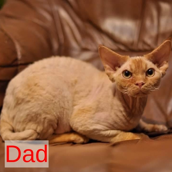 Oskar Devon Rex male, cream
