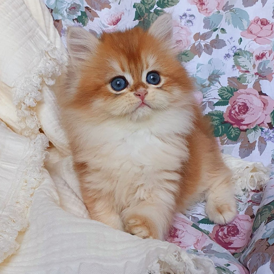Anita British Longhair female, black golden chinchilla