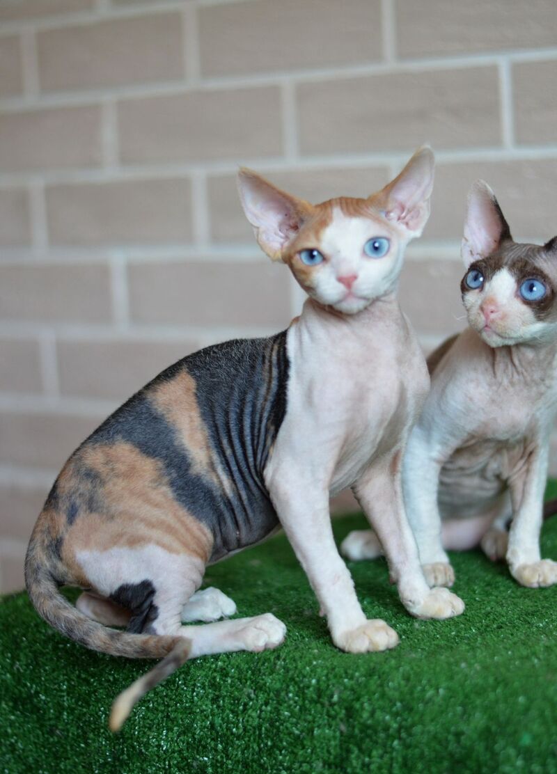Romashka Devon Rex female, black tortie bicolour