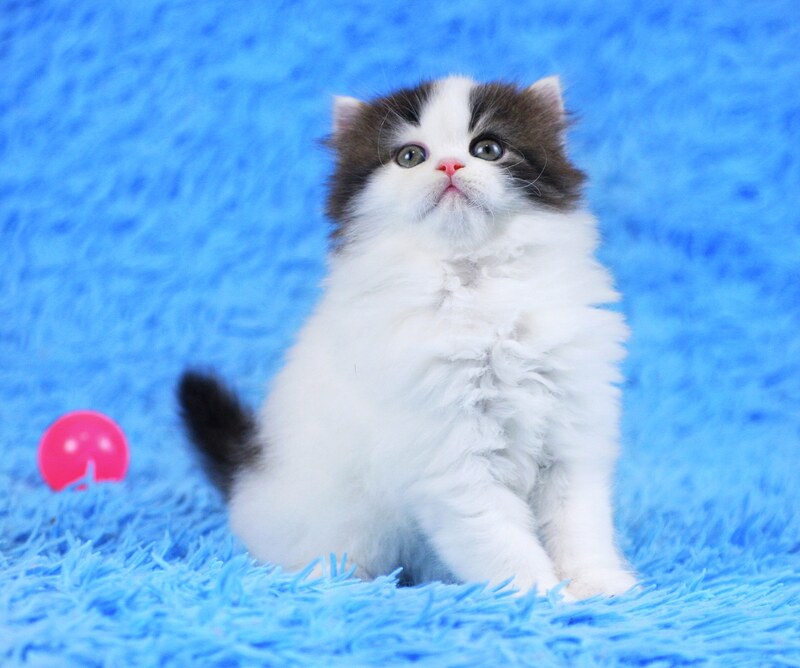 Favorite Scottish Straight male black van tabby - live animals