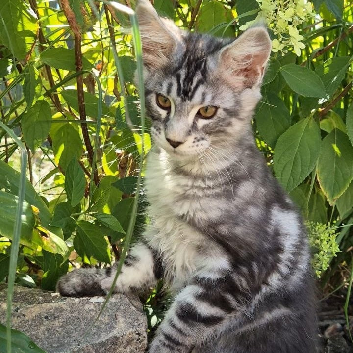 Karate Maine Coon male, black silver tabby