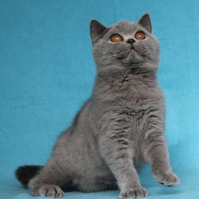 Pavlinka British Shorthair female, blue