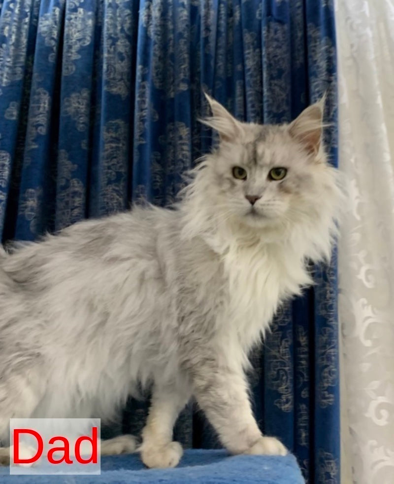 Zelda Maine Coon female, blue silver tabby