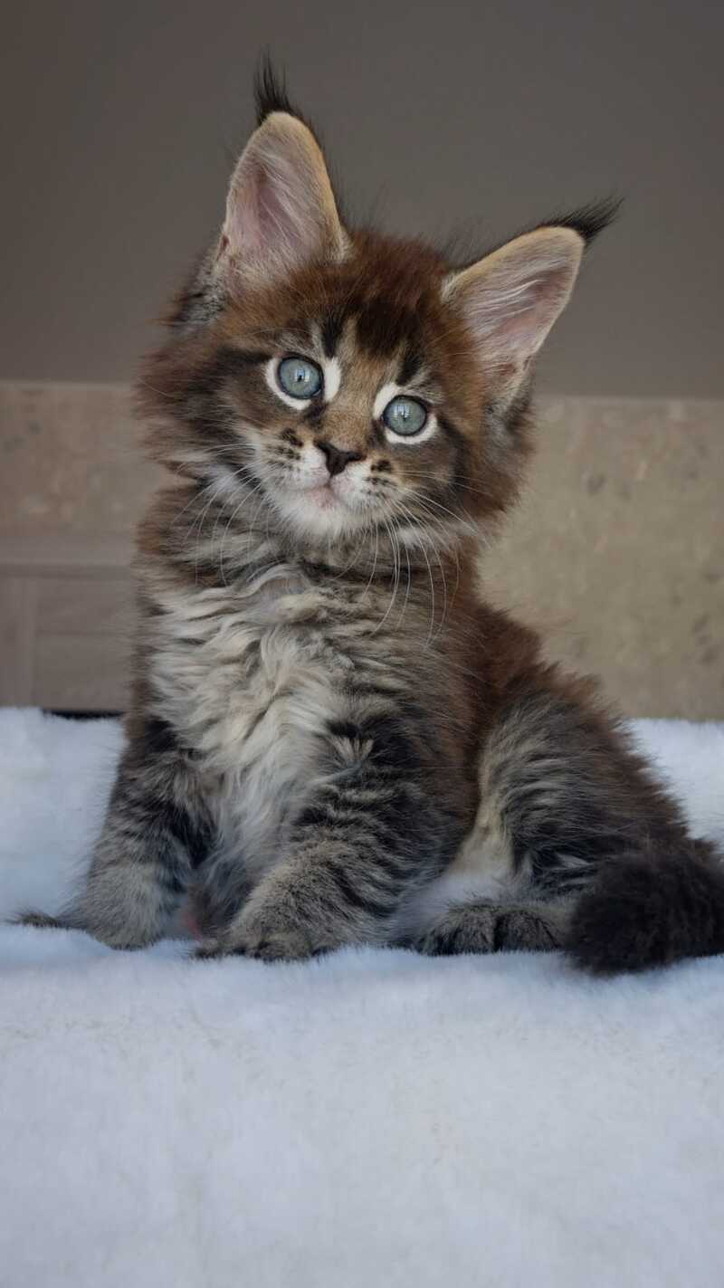 Leopold Maine Coon male black ticked tabby live animals
