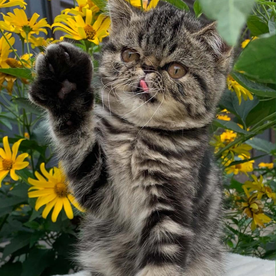 Milky Way Exotic male, black tabby