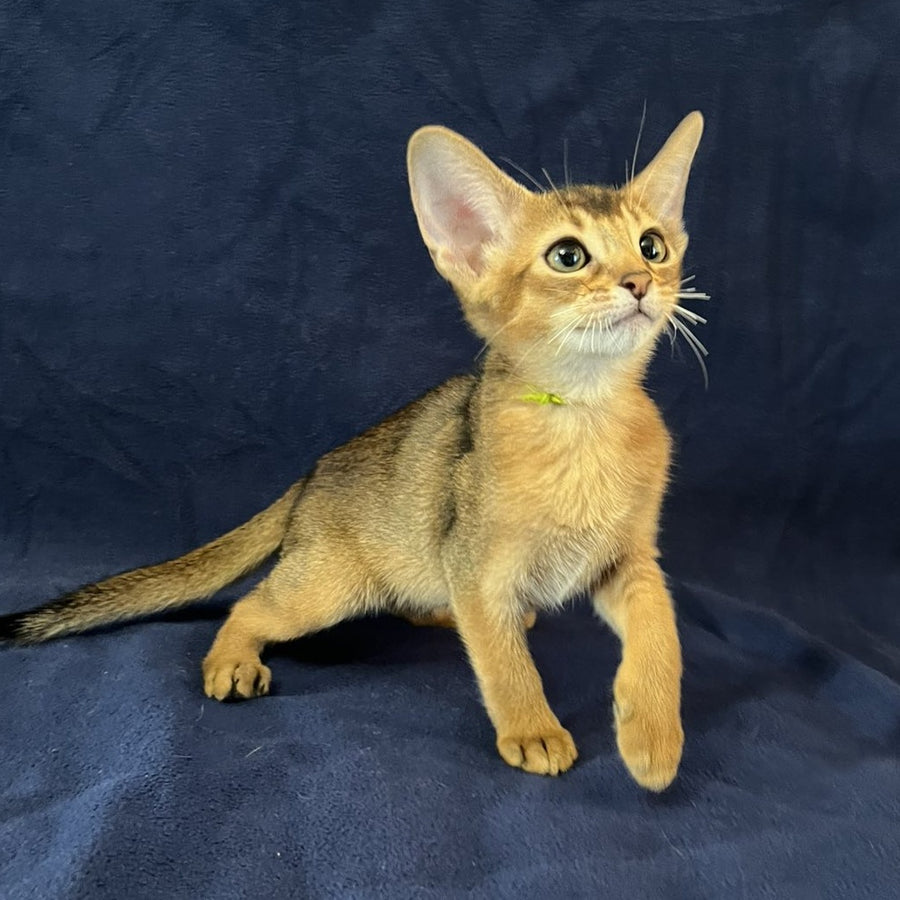 Flora Abyssinian female, black