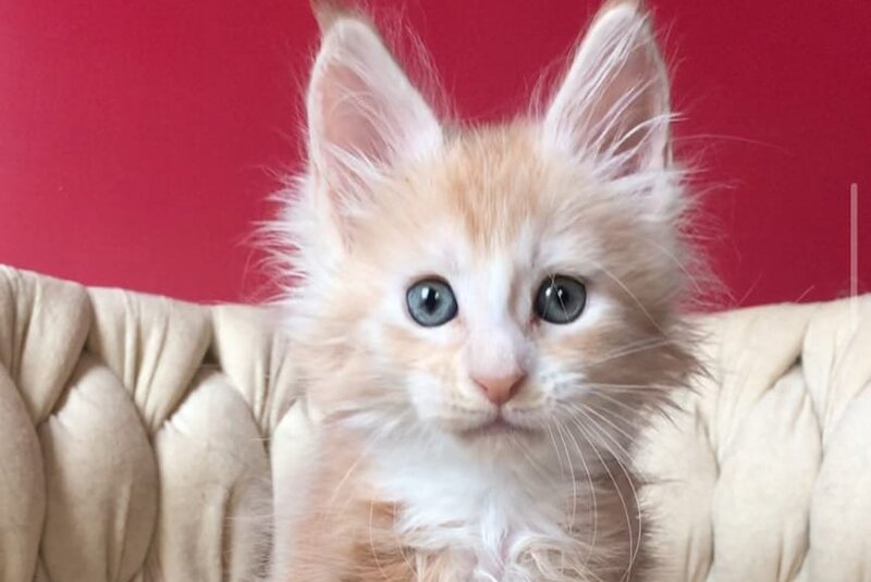 Yarik Maine Coon male, red silver tabby bicolour