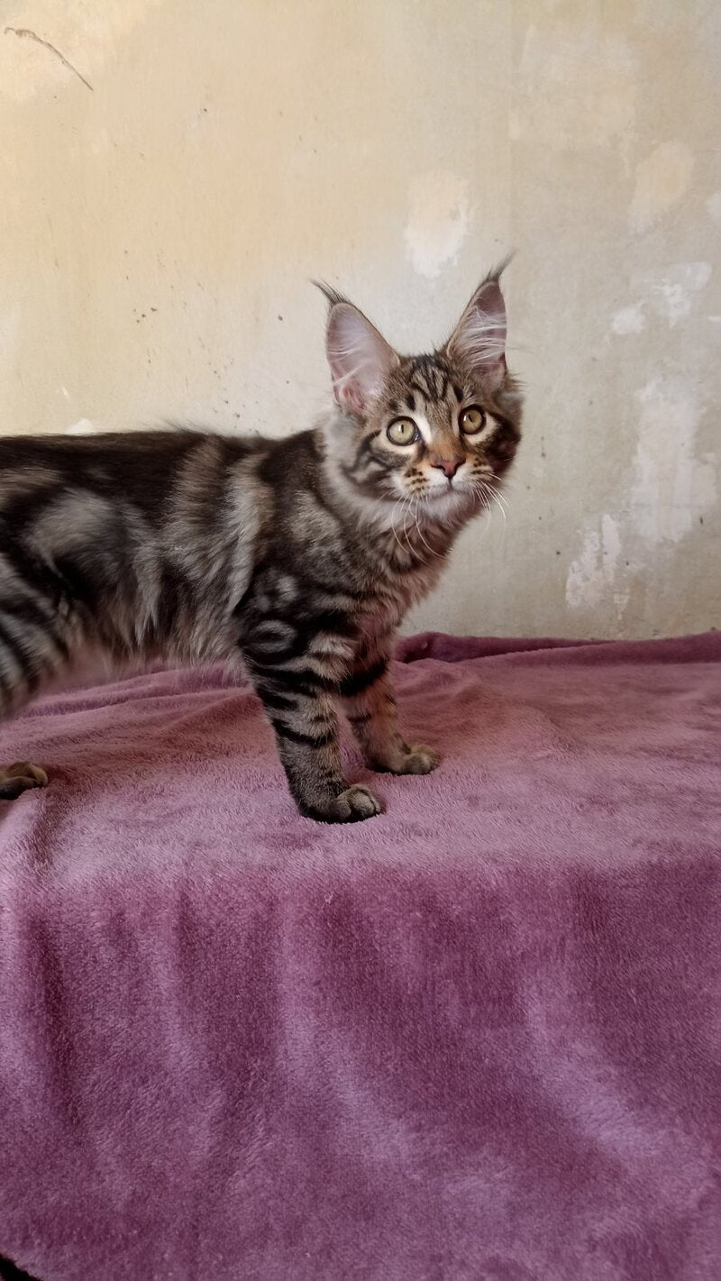 Yaguar Maine Coon male, black silver tabby