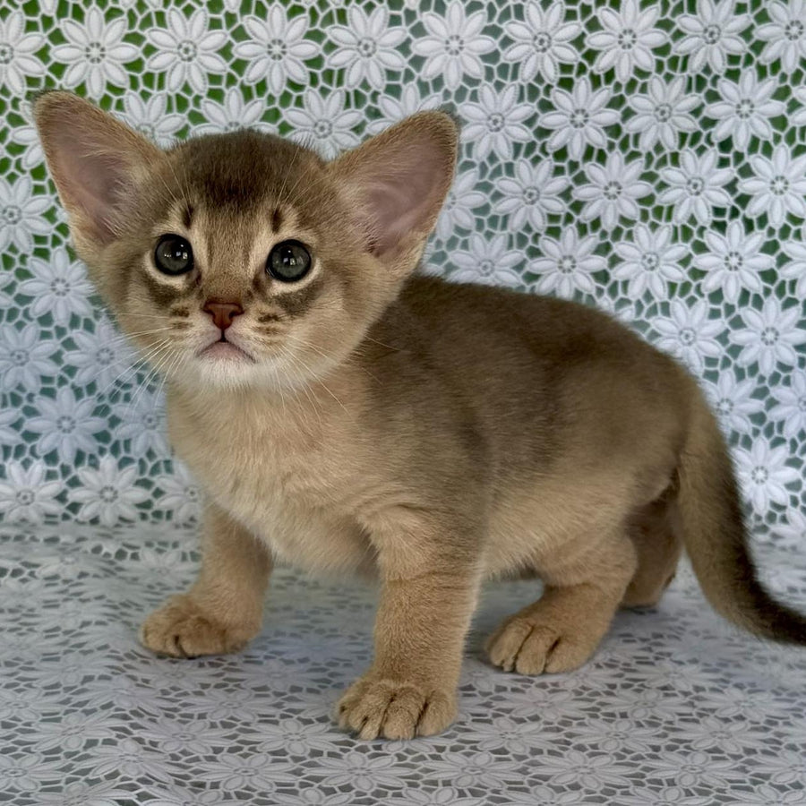 Hiron Abyssinian male, blue