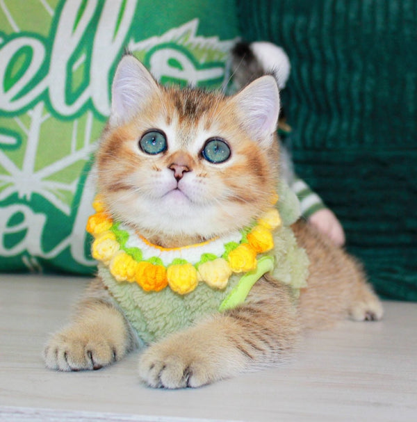 Quincy British Shorthair male, black golden ticked tabby