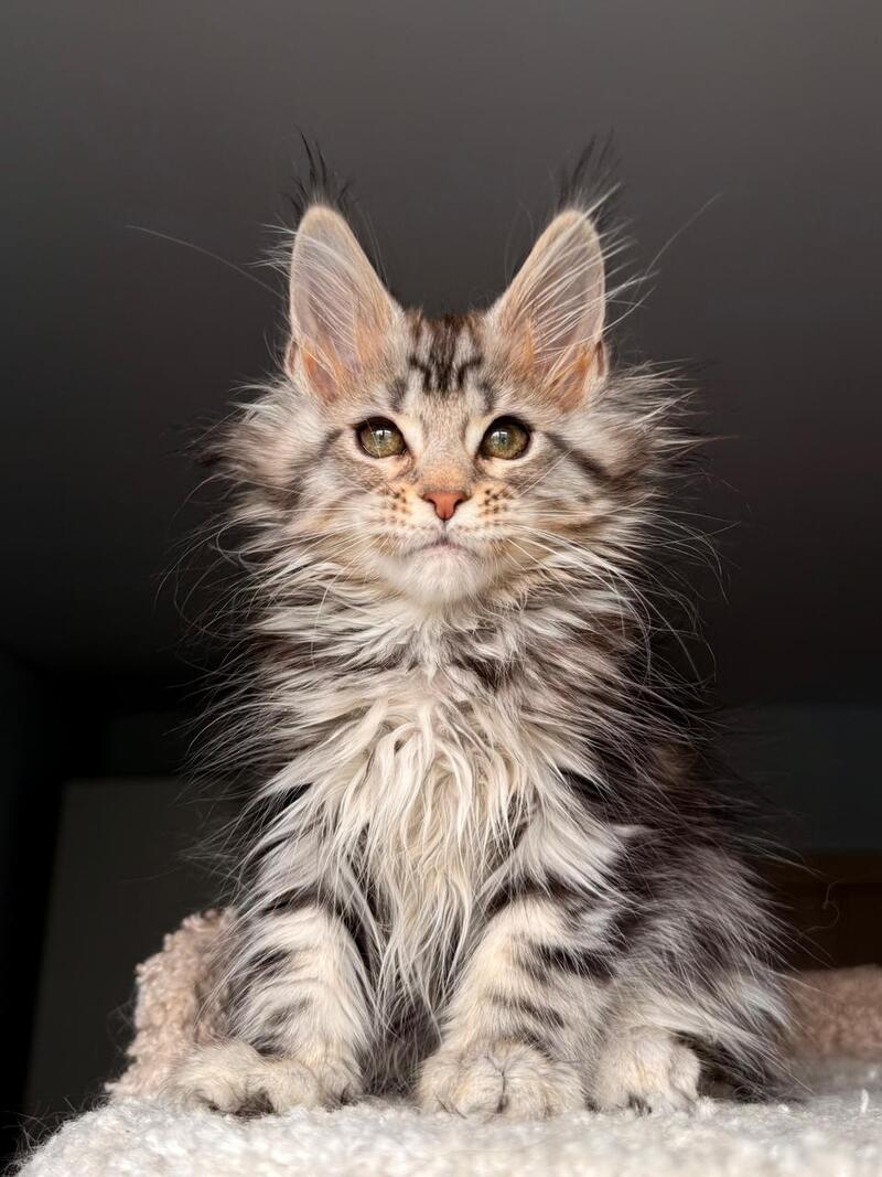 Avrora Maine Coon female black tabby - live animals