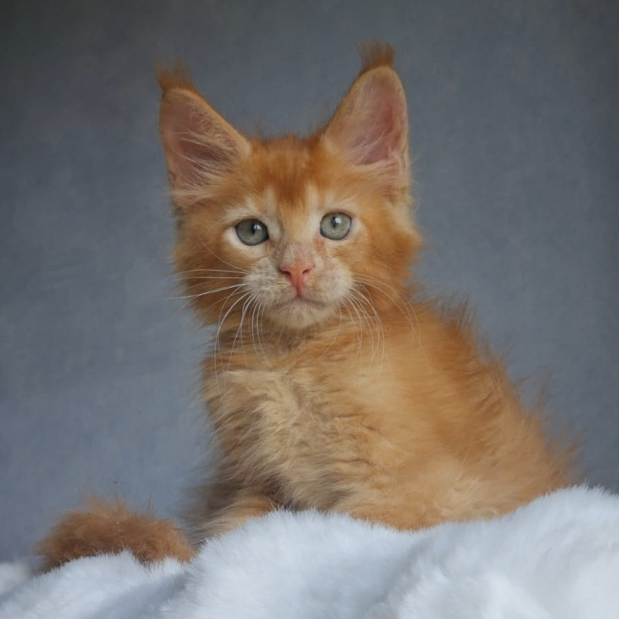 Princ Maine Coon male, red