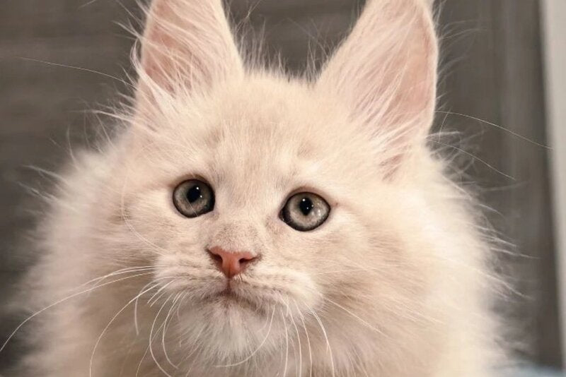 Denni Maine Coon male, cream