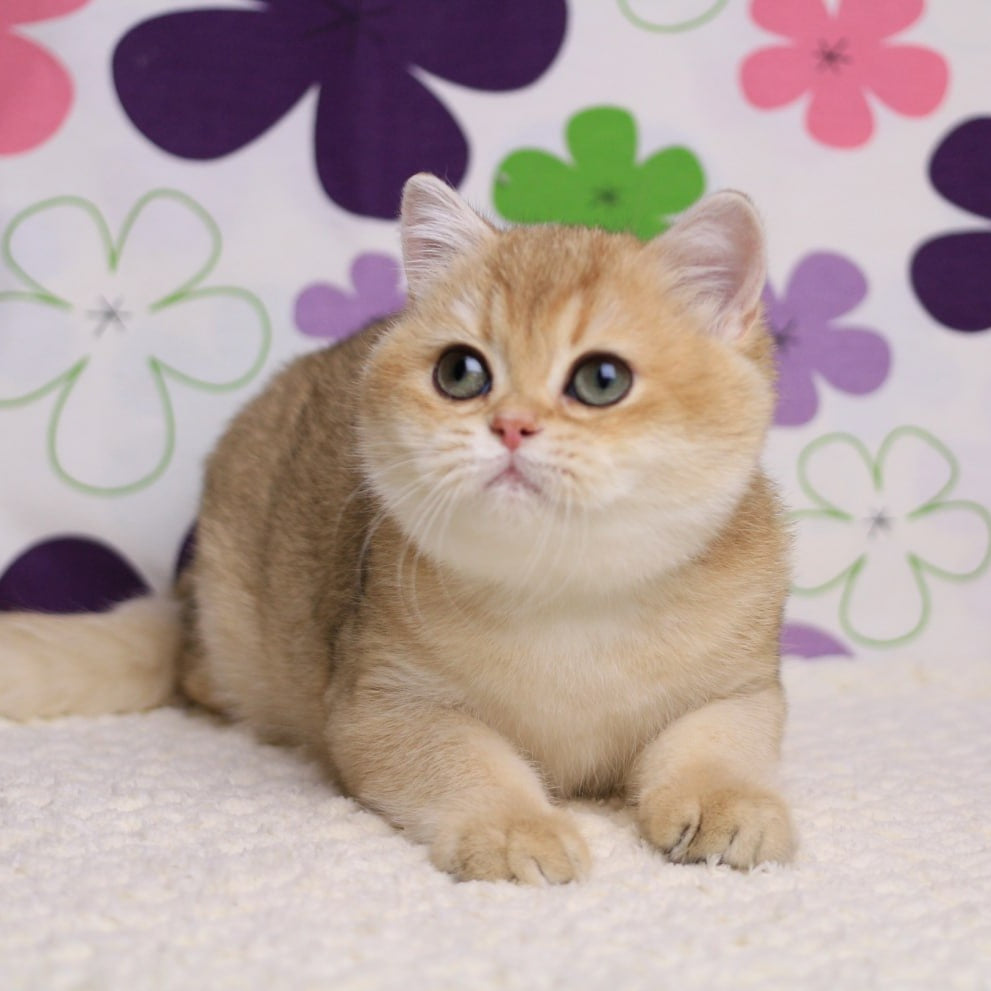 Taya British Shorthair female, black golden shaded
