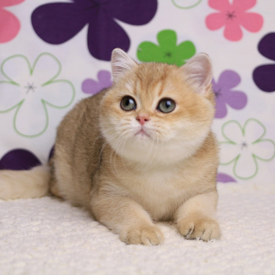 Taya British Shorthair female, black golden shaded
