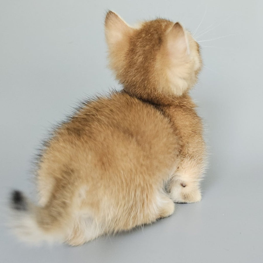 Bublik Munchkin male, black golden shaded