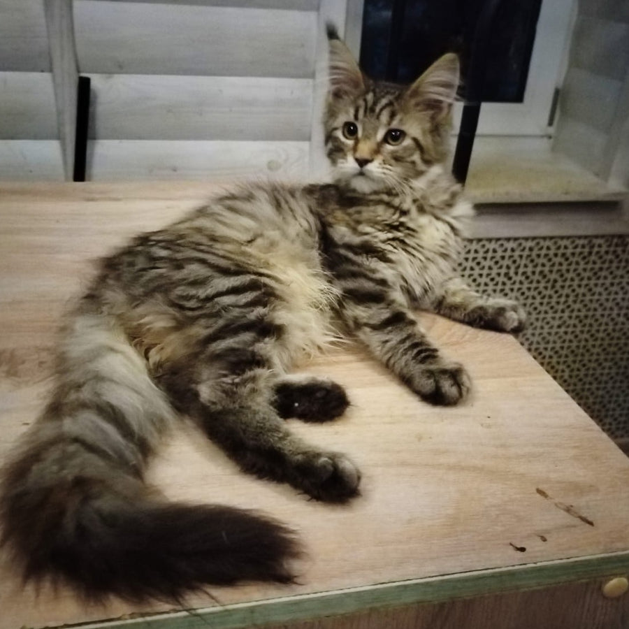 Yesenia Maine Coon female, black tortie tabby
