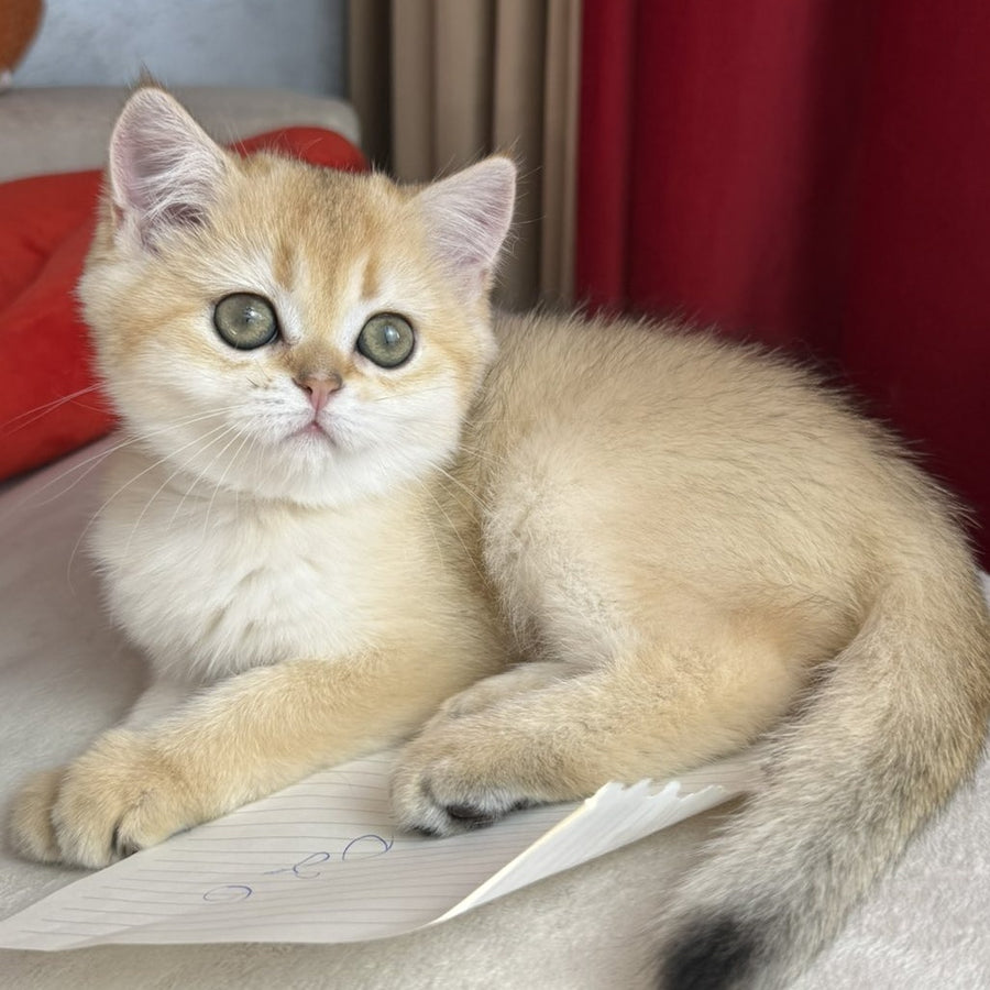 Elvira Scottish Straight female, black golden shaded