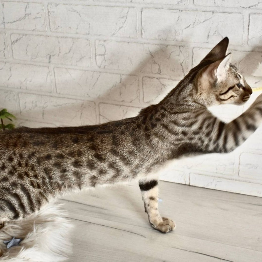 Loki Savannah male, brown spotted tabby