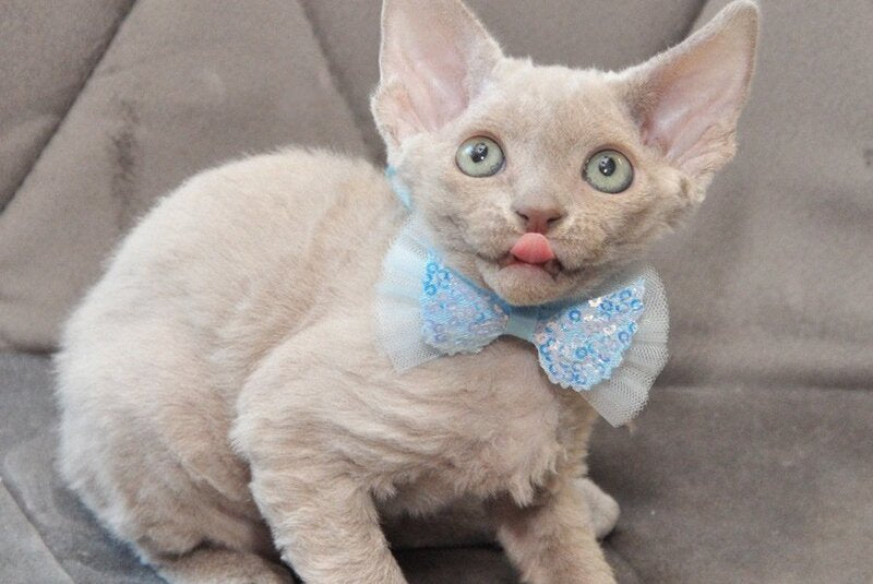 Tabba Devon Rex female lilac - live animals