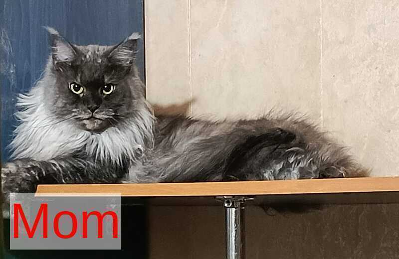 Michael Maine Coon male, black silver