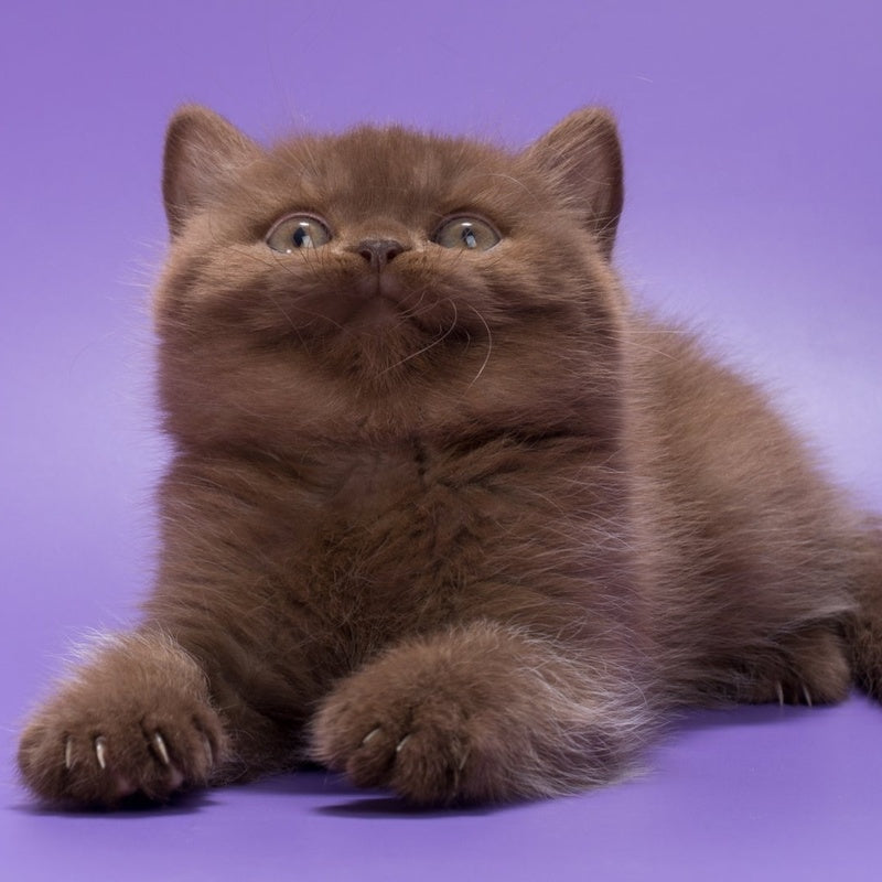 Jonny British Shorthair male, chocolate