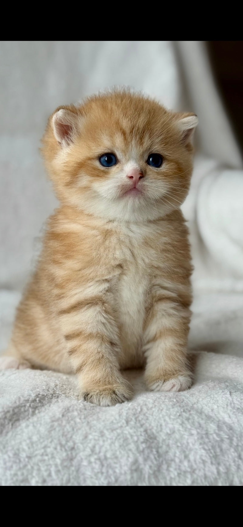 Xenon British Shorthair male black golden spotted tabby - live animals